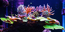 Обслуживание аквариумов с жесткими кораллами