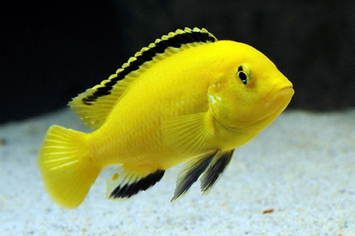 Лабидохромис желтый "Еллоу" - Labidochromis caeruleus
