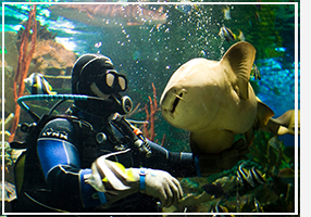 Первый в России океанариум, открылся для посетителей 27 апреля 2006 года. Комплекс расположен в центре Санкт-Петербурга