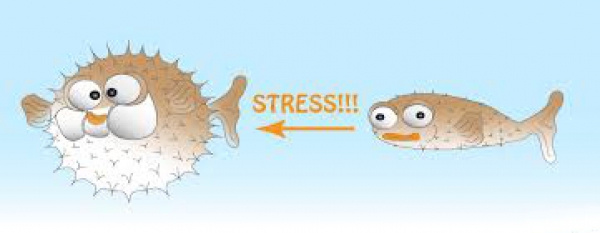 Стресс рыба