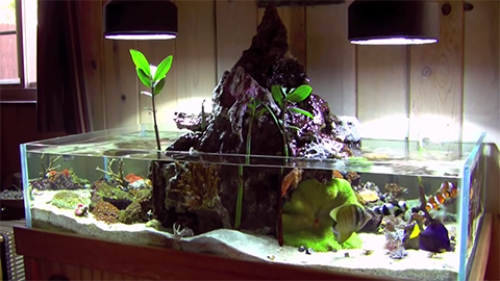 Морской аквариум "Вулкан" (видео)