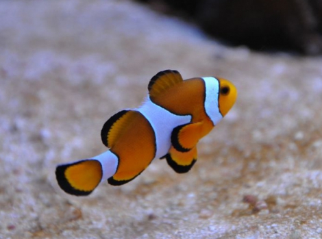 Рыба-клоун - Amphiprion ocellaris